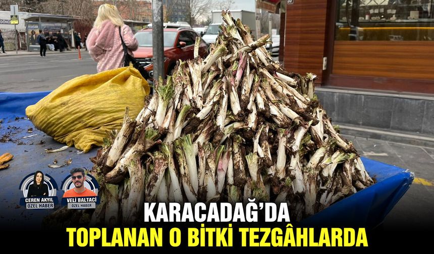 Karacadağ’da toplanan o bitki tezgâhlarda
