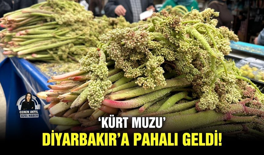 ‘Kürt Muzu’ Diyarbakır’a pahalı geldi!