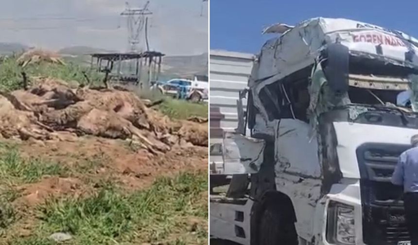 Küçükbaş hayvan yüklü tır devrildi: 80 koyun telef oldu