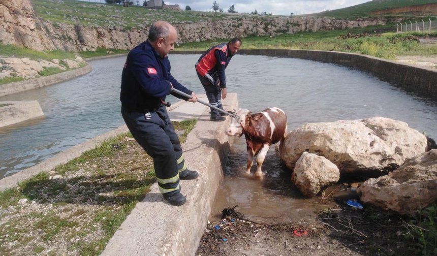 Mardin'de su kanalına düşen ineği itfaiye kurtardı