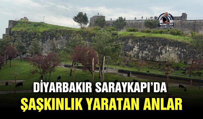 Diyarbakır Saraykapı’da şaşkınlık yaratan anlar