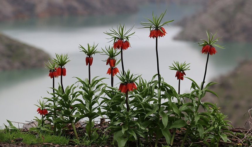 Şırnak'ta açan ters laleler doğayı renklendirdi
