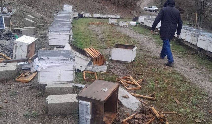Tunceli'de ayı, 20 kovanı parçaladı