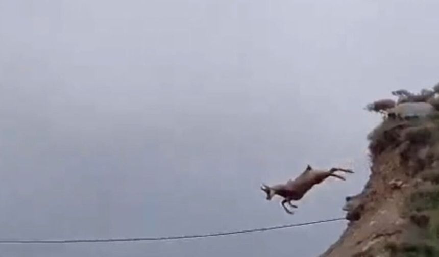 Çengel boynuzlu dağ keçisinin uzun atlayışı kamerada
