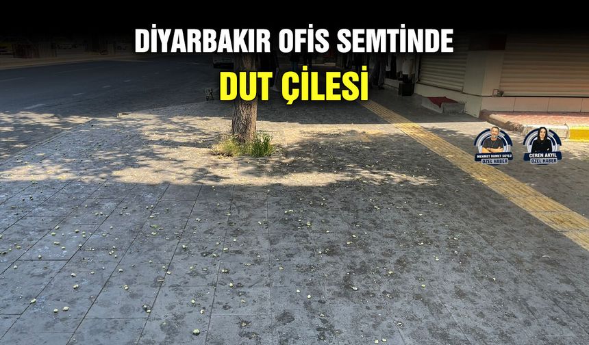 Diyarbakır Ofis semtinde dut çilesi