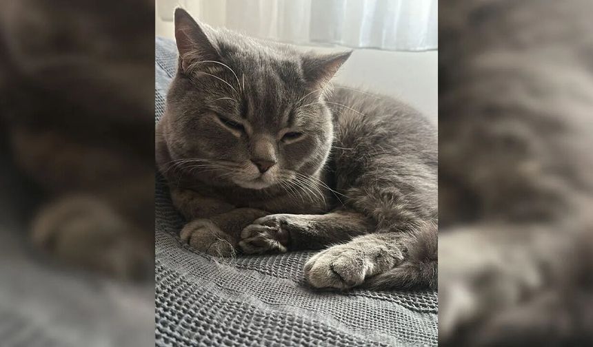 Diyarbakır’da “Paris” Seferberliğinde mutlu son