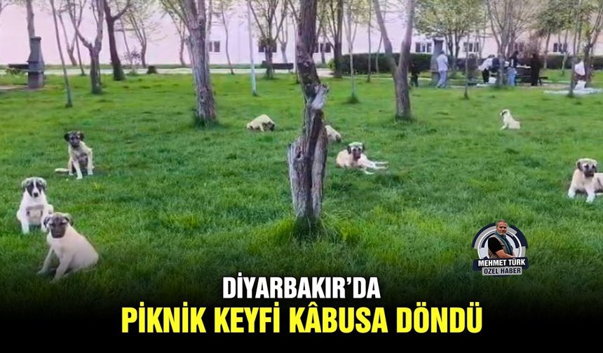 Diyarbakır’da piknik keyfi kâbusa döndü
