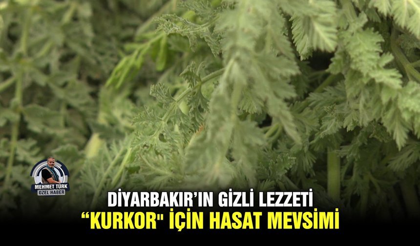 Diyarbakır’ın gizli lezzeti “Kurkor" için hasat mevsimi