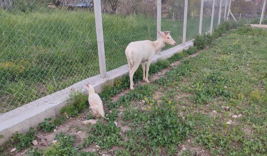 Elazığ'da beyaz alageyik görüldü