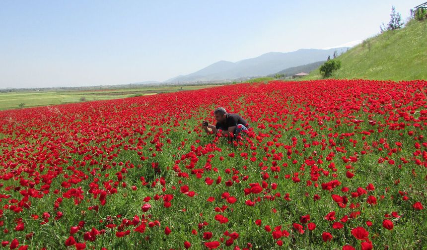 Gelincikler ovayı kırmızıya boyadı