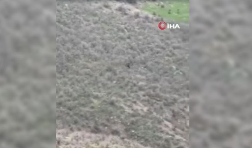 Şırnak’ta nefes kesen av: Kartal, domuz yavrusunu kaptı