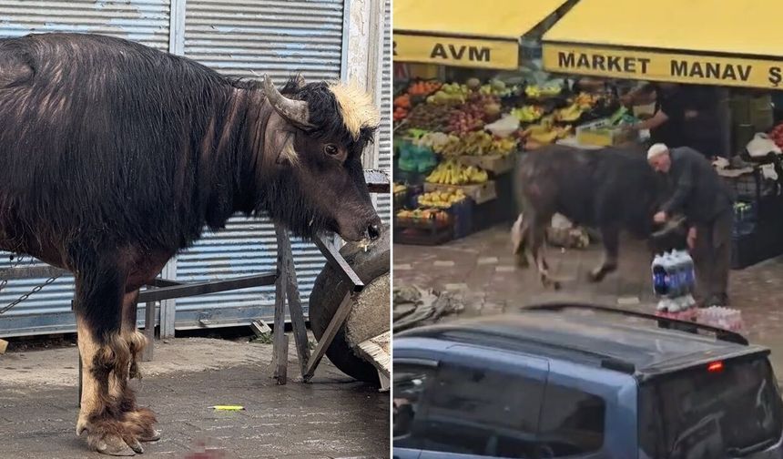 Kaçan manda dehşet saçtı