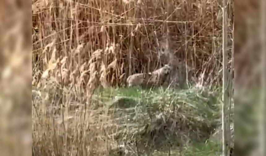 Malatya’da kurtlar yerleşim yerine indi