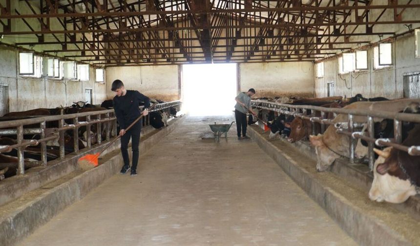 Muş’tan batı illerine 50 bin kurbanlık