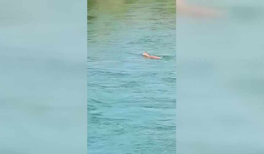 Peri Çayı'nı yüzerek geçen dağ keçisi görüntülendi