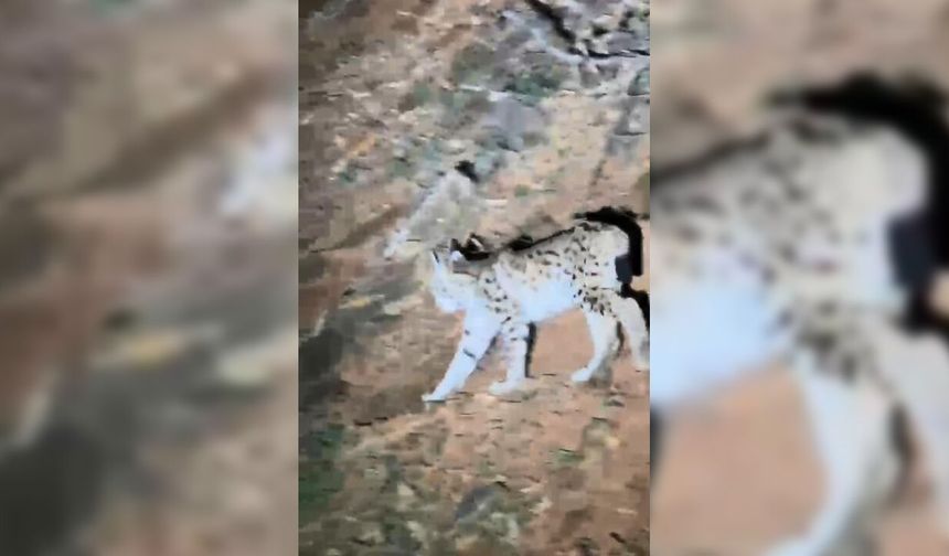 Tunceli’de koruma altında bulunan ‘vaşak’  görüntülendi