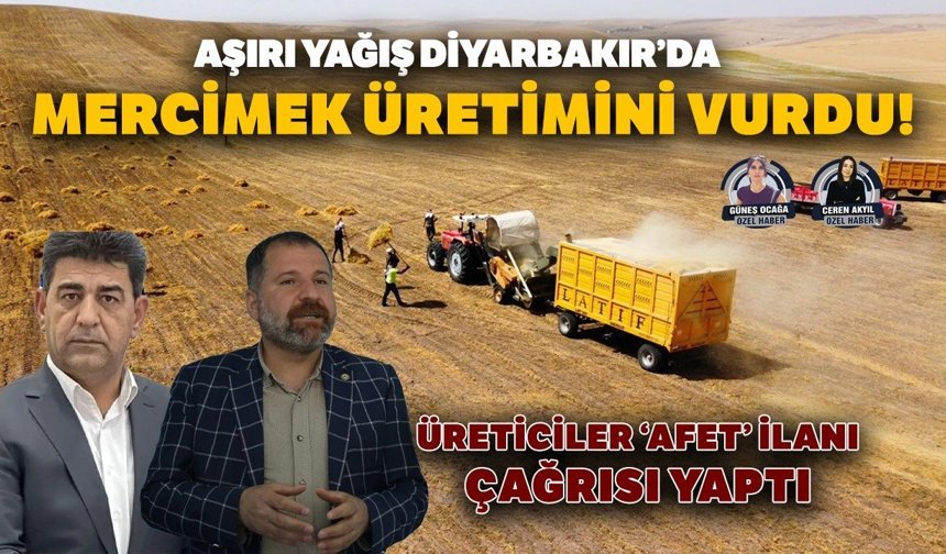 Aşırı yağış Diyarbakır’da mercimek üretimini vurdu!