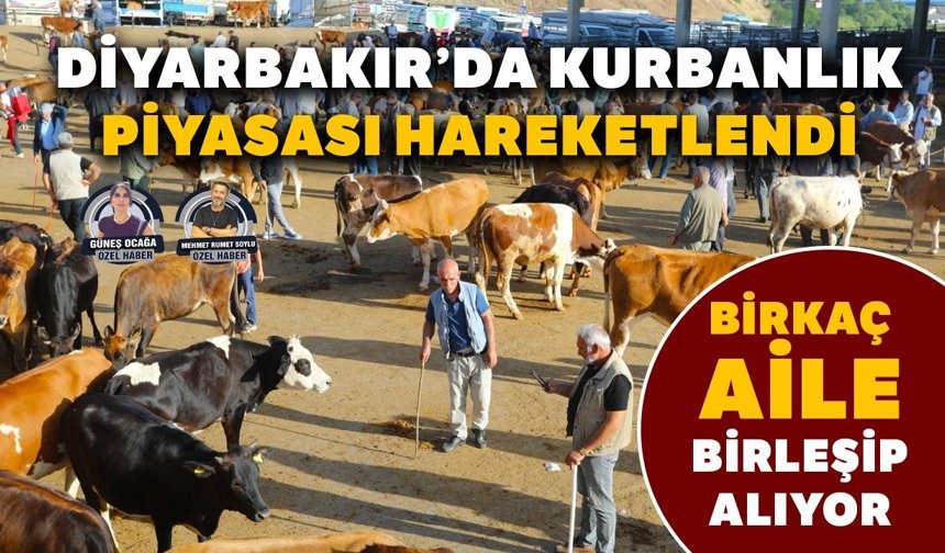 Diyarbakır’da kurbanlık piyasası hareketlendi: Birkaç aile birleşip alıyor