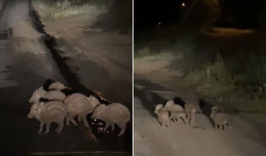 Yavru domuzlar kara yoluna indi