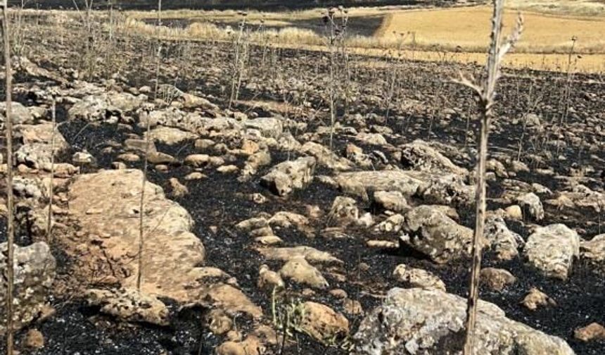 Diyarbakır'da uyarılar işe yaramadı: Yüzlerce dönüm kül oldu