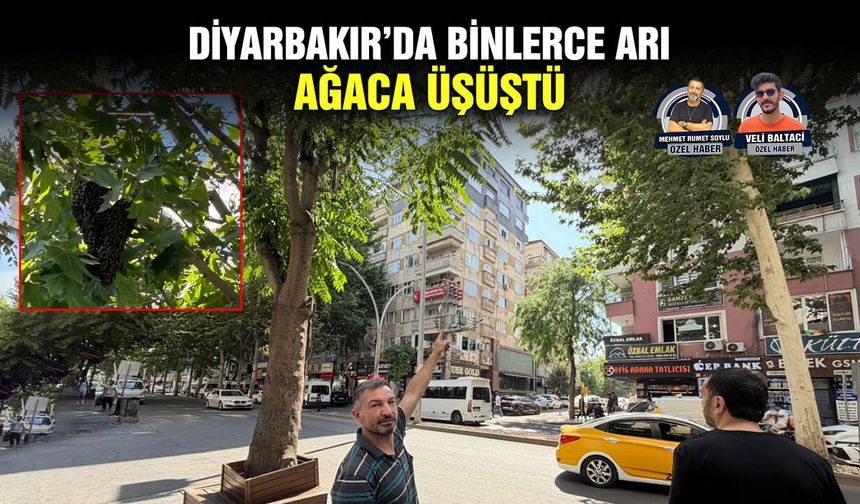 Diyarbakır’da binlerce arı ağaca üşüştü
