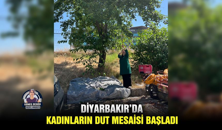 Diyarbakır’da kadınların dut mesaisi başladı