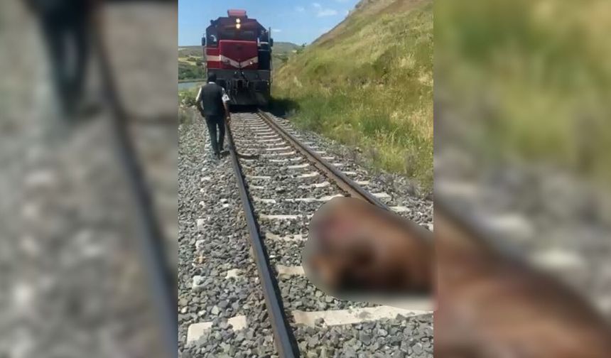 Elazığ’da trenin çarptığı inek telef oldu