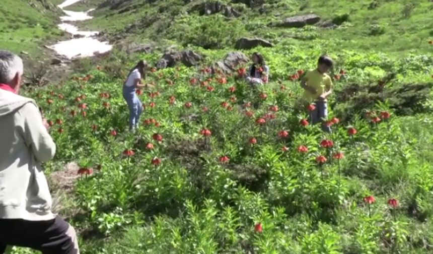Hakkari’de ‘ters laleler’ doğayı süsledi