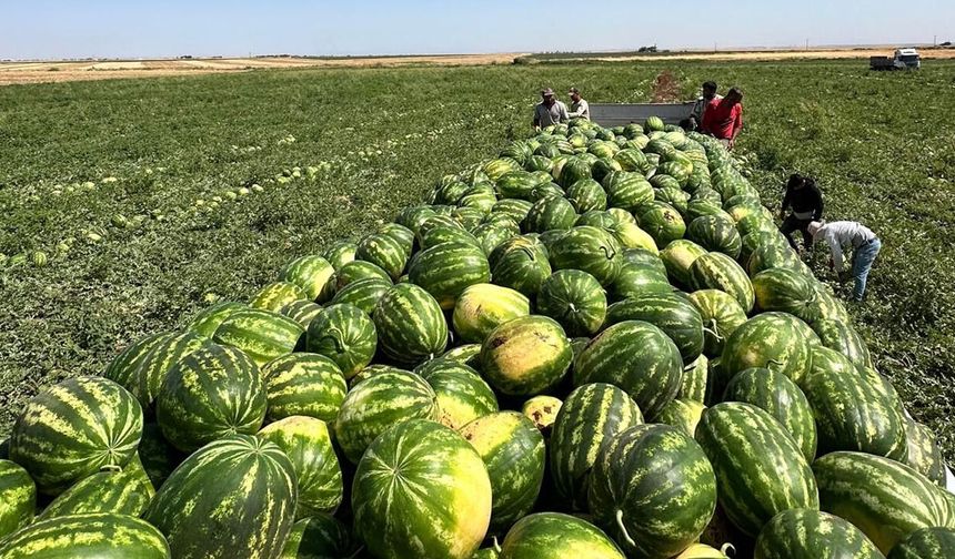 En iyi karpuz nasıl seçilir? Vurup ses dinlemek eskide kaldı: İşte uzmanından kelek karpuz uyarısı
