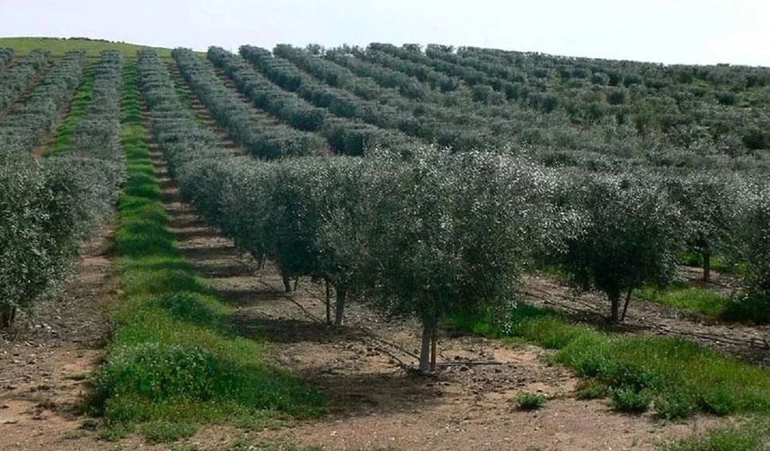 Bismil’deki milyonluk arazi icradan satılığa çıkarıldı
