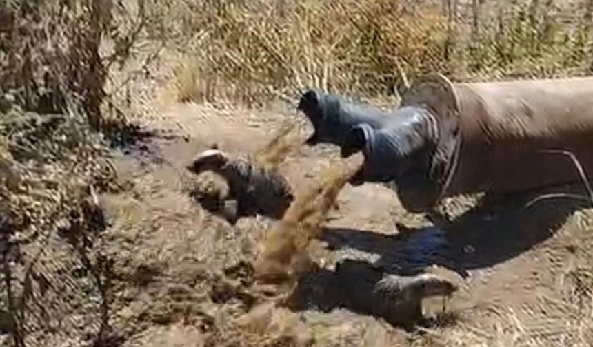 Diyarbakır'da sulama borusundan bakın ne çıktı?