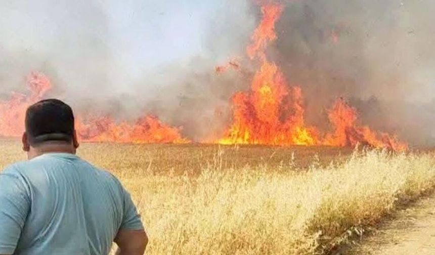 Şanlıurfa'da buğday tarlasında korkutan yangın
