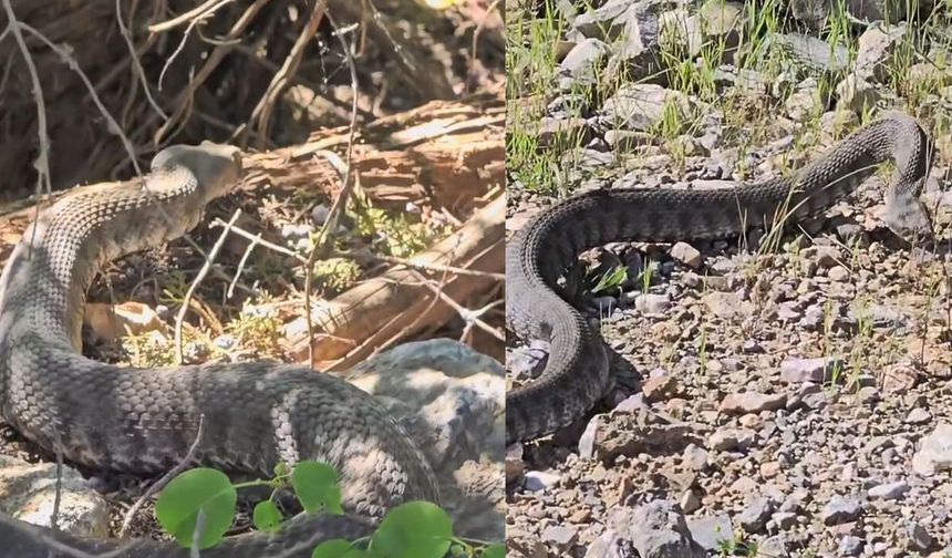 Tunceli'de engerek yılanı görüntülendi