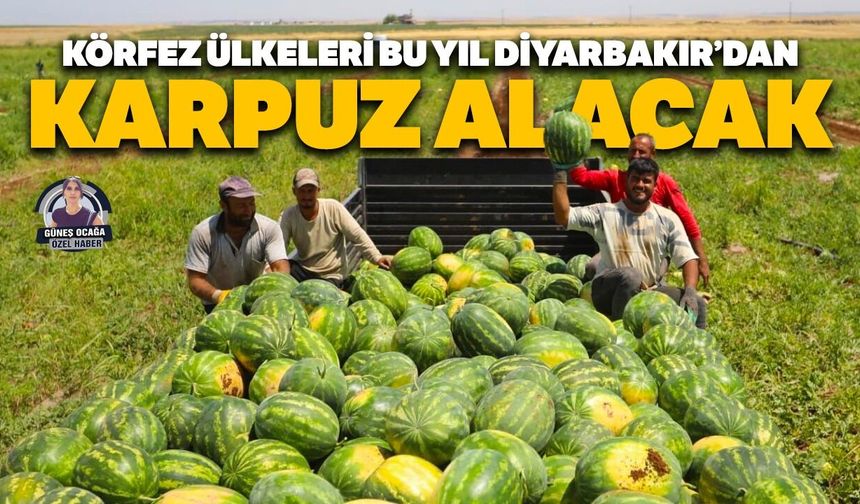 Körfez ülkeleri bu yıl Diyarbakır’dan karpuz alacak