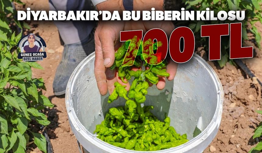Diyarbakır’da bu biberin kilosu 700 TL