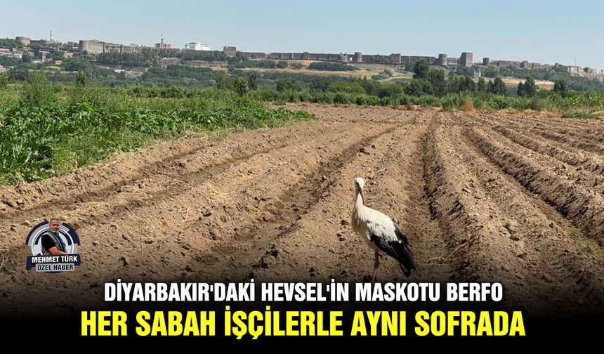 Diyarbakır'daki Hevsel'in maskotu Berfo; Her sabah işçilerle aynı sofrada