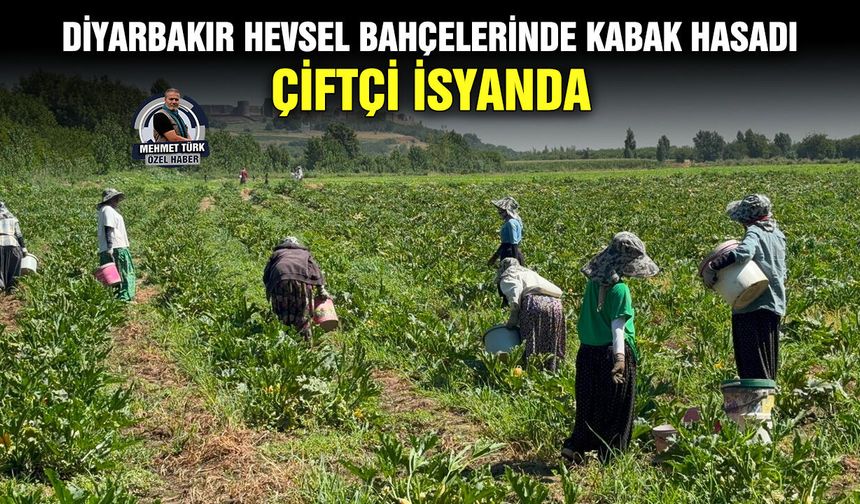 Diyarbakır Hevsel Bahçelerinde kabak hasadı: Çiftçi isyanda