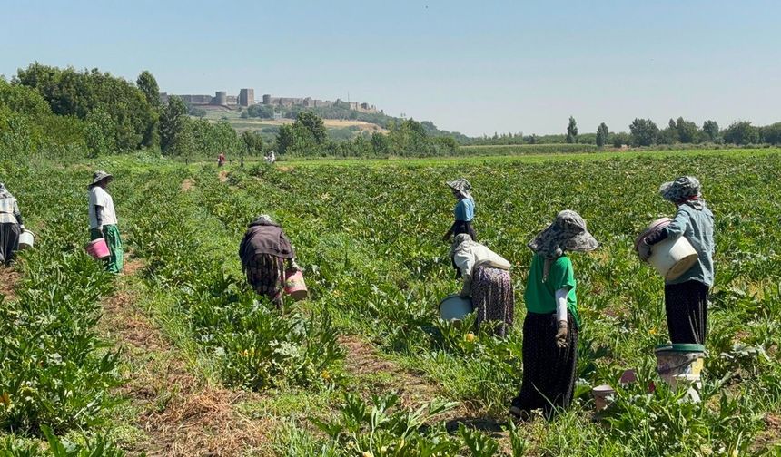 Diyarbakır Hevsel Bahçelerinde kabak hasadı: Çiftçi isyanda