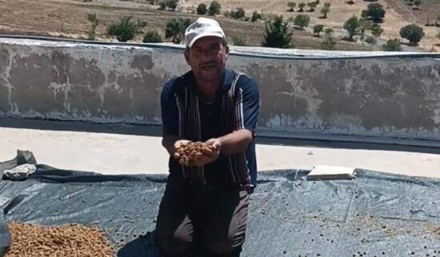 Diyarbakır'da dutlar pazardaki yerini aldı