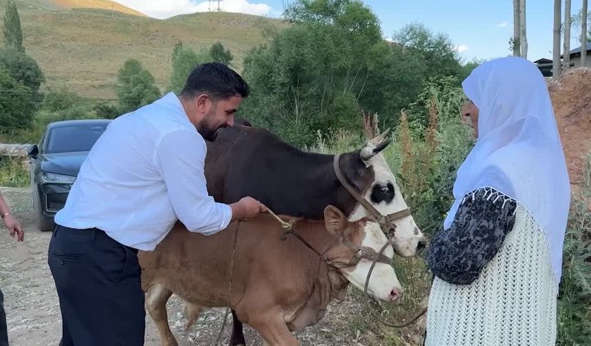İneği telef olan kadına 2 inek ve 2 buzağı desteği