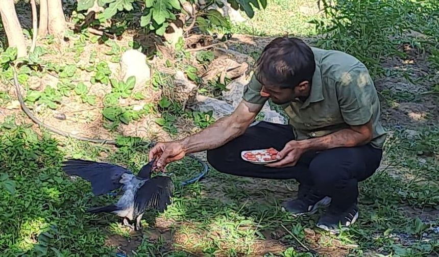Diyarbakır'da beslediği kargalar onu kapıda karşılıyor