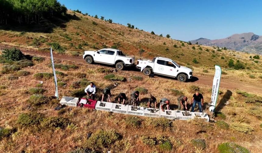 Diyarbakır'da keneye karşı kınalı keklik