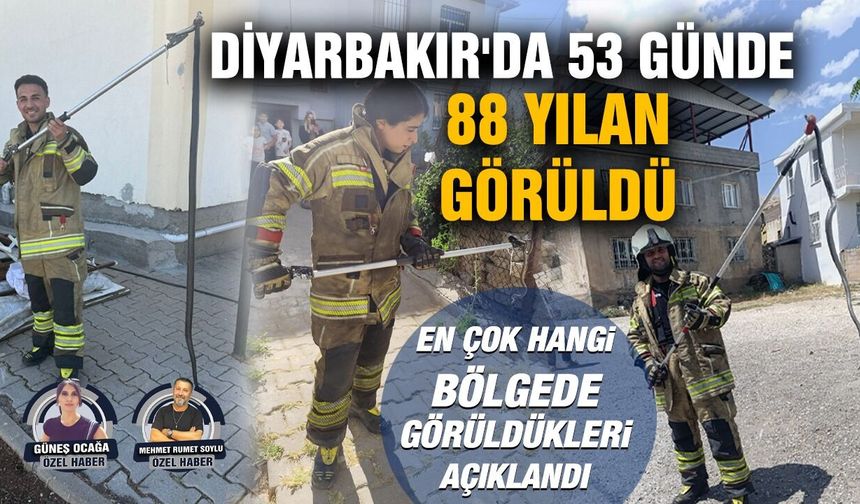 Diyarbakır'da 53 günde 88 yılan görüldü; En çok hangi bölgede görüldükleri açıkandı