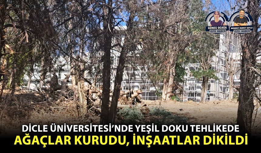 Dicle Üniversitesi’nde yeşil doku tehlikede: Ağaçlar kurudu, inşaatlar dikildi