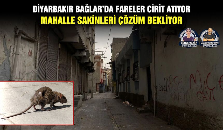 Diyarbakır Bağlar’da fareler cirit atıyor: Mahalle sakinleri çözüm bekliyor