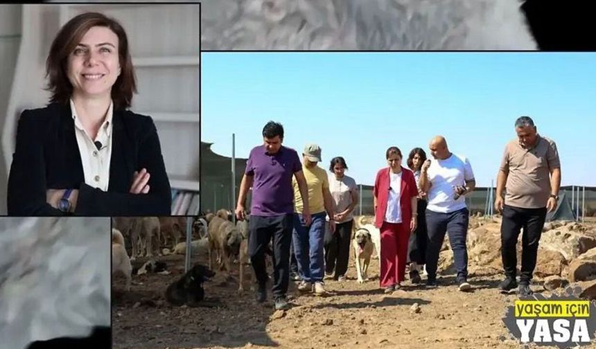 Diyarbakır Büyükşehir Belediyesinden Serra Bucak ile ilgili paylaşımlara tepki