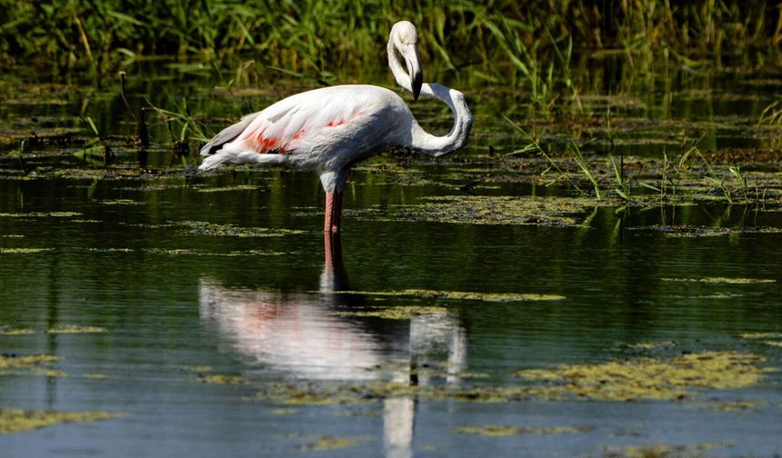 Diyarbakır’da flamingo sürprizi!