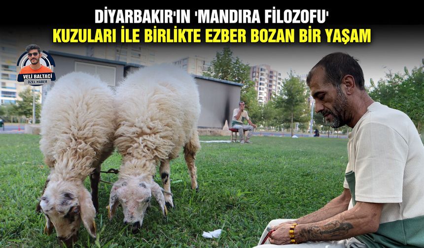 Diyarbakır'ın 'Mandıra Filozofu'; Kuzuları ile birlikte ezber bozan bir yaşam