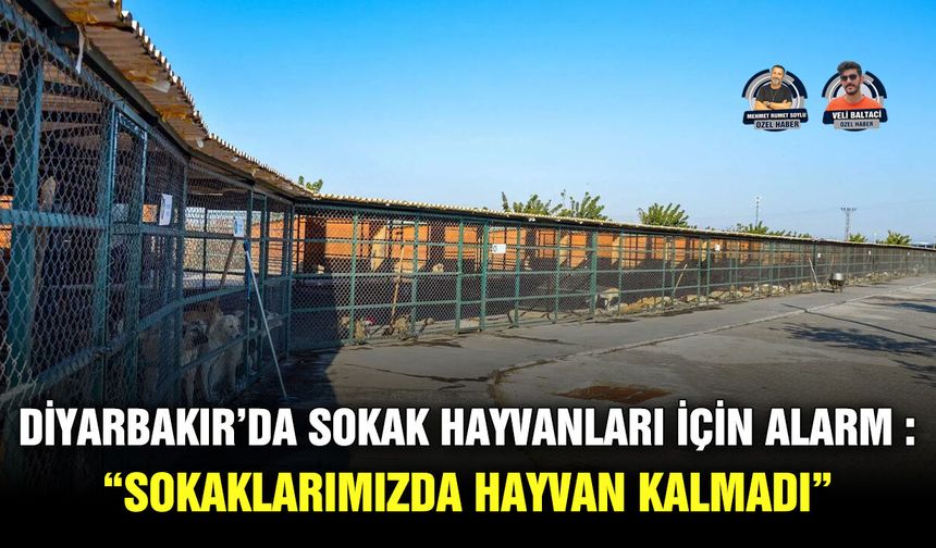 Diyarbakır’da sokak hayvanları için alarm : “Sokaklarımızda hayvan kalmadı”