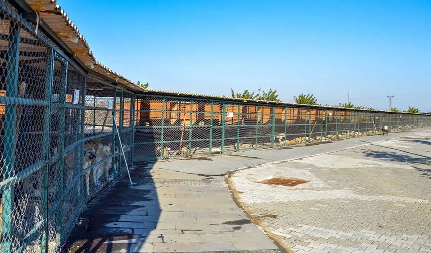 Diyarbakır’da sokak hayvanları için alarm : “Sokaklarımızda hayvan kalmadı”